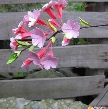 美丽漂亮的樱花怎么折 樱花的简单折纸步骤图纸教程 手工diy折纸樱花