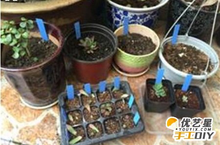 如何简单地制作出植物标签 塑料垫板手工制作独特又简约的植物小标签教程图解_www.youyix.com