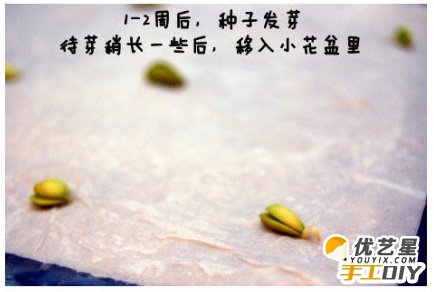 教你如何用废旧塑料盆栽种出柠檬树 春暖花开 小巧可爱的室内盆栽柠檬树教程图解_www.youyix.com