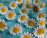 用简单的纸张自制出一朵精美漂亮的菊花    漂亮菊花纸制的手工制作   