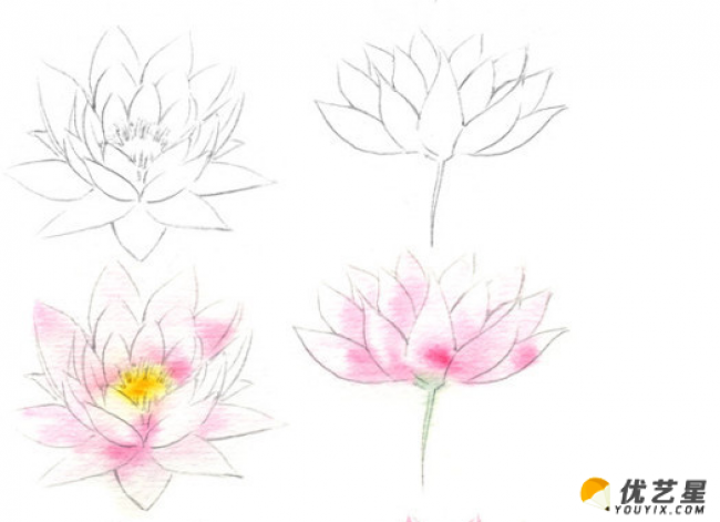 荷花的简笔画 荷花的手绘画教程