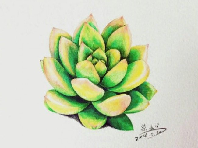 一组超美多肉植物彩铅作品图片逼真精美的多肉彩铅画图片4