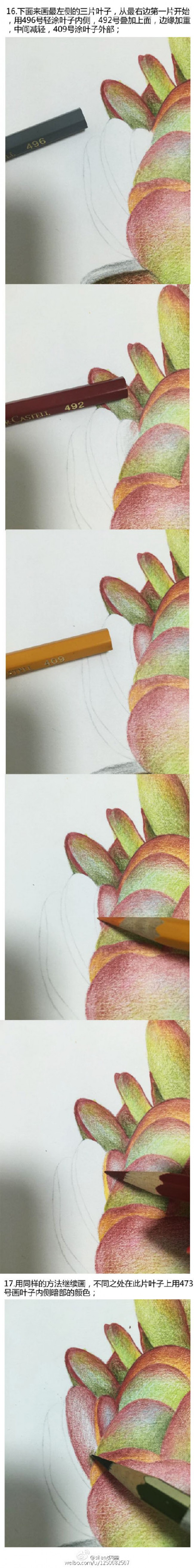 多肉植物彩铅画教程图片细节讲解 上色细节和彩铅笔色号分享(5)