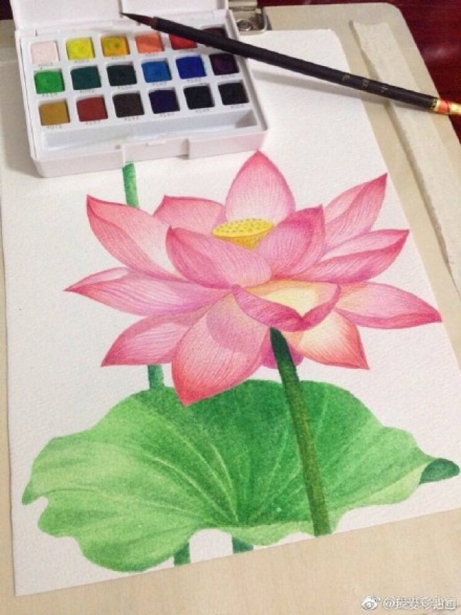 精致的荷花荷叶彩铅画手绘教程图片 莲花彩铅画的画法
