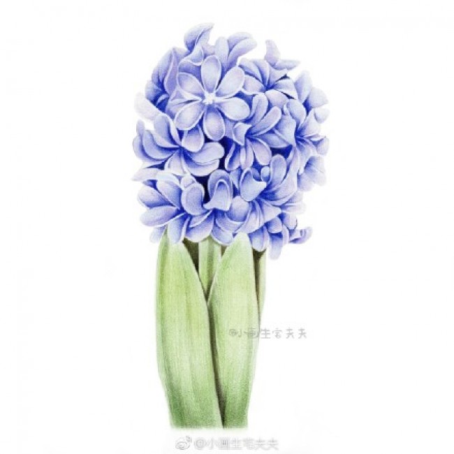 风信子彩铅画手绘教程图片 风信子彩铅画画法 风信子彩铅怎么画