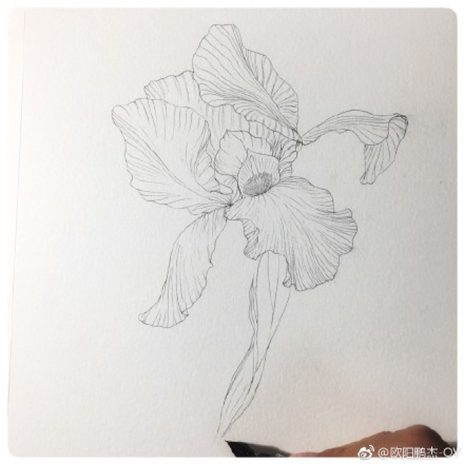 鸢尾花水彩画手绘教程图片 鸢尾花的水彩画画法 鸢尾花怎么画