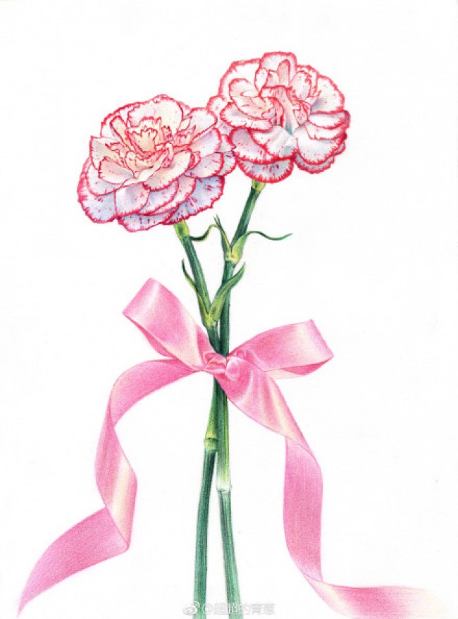 母亲节之花康乃馨彩铅手绘画教程图片 康乃馨怎么画 康乃馨的画法