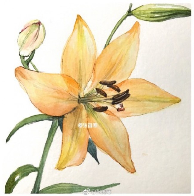 百合花水彩画手绘教程图片 百合花水彩的画法 百合花水彩上色步骤