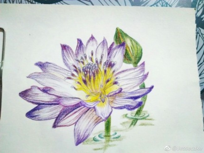 睡莲彩铅画手绘教程图片 睡莲的彩铅画画法 睡莲彩铅怎么画