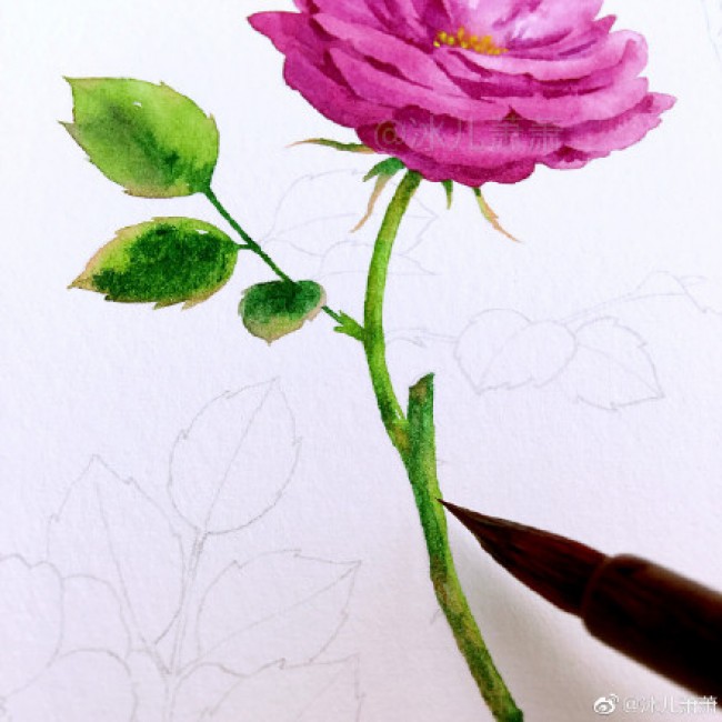 月季水彩画手绘教程图片月季水彩画画法月季花的水彩画怎么画