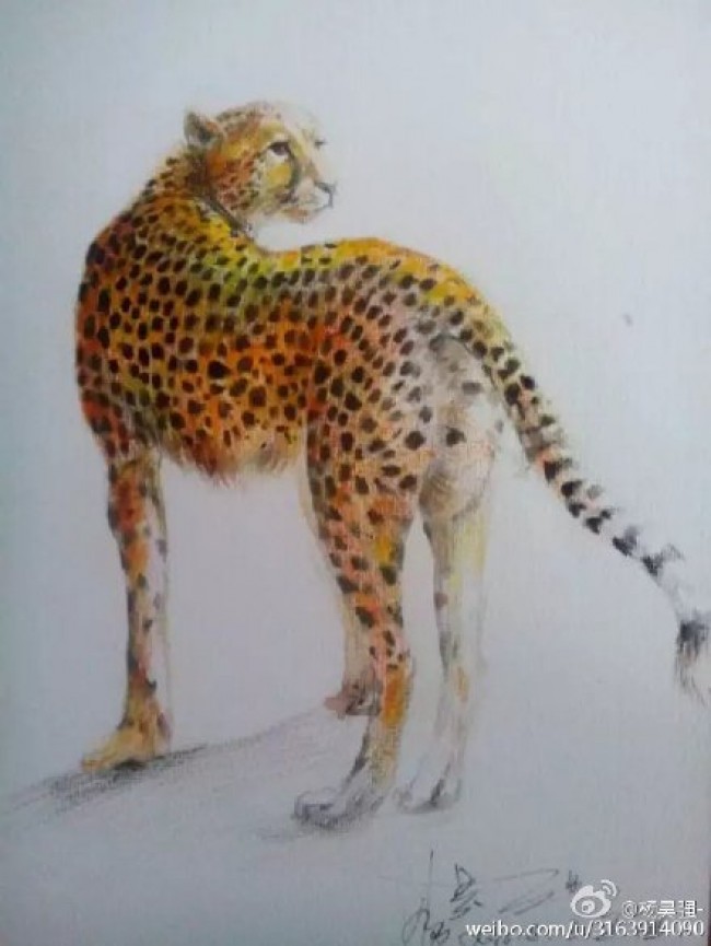豹子的画法 豹子彩铅画手绘教程图片 花豹彩铅怎么画