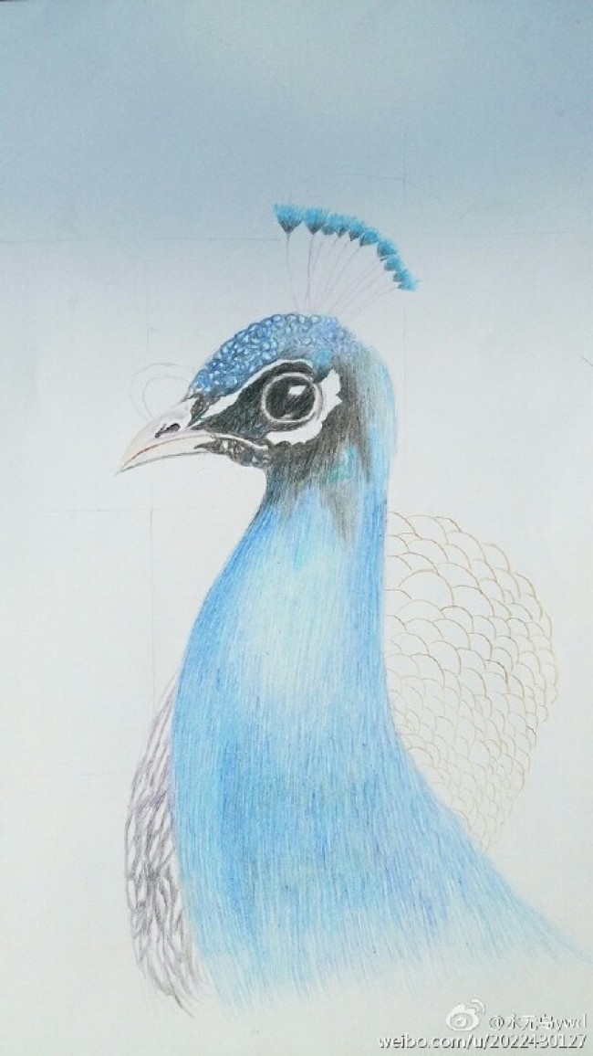 孔雀彩铅画教程 孔雀手绘教程图片 孔雀怎么画 孔雀的