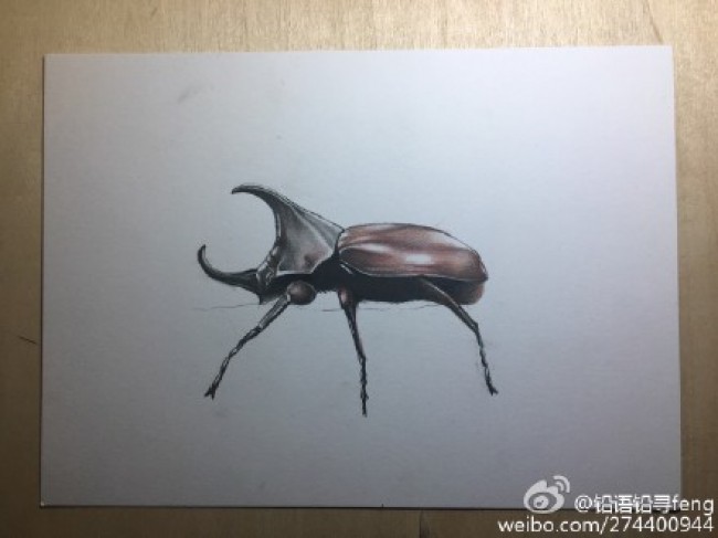 甲虫独角仙彩铅画图片 独角仙彩铅手绘教 独角仙怎么画 独角仙画法
