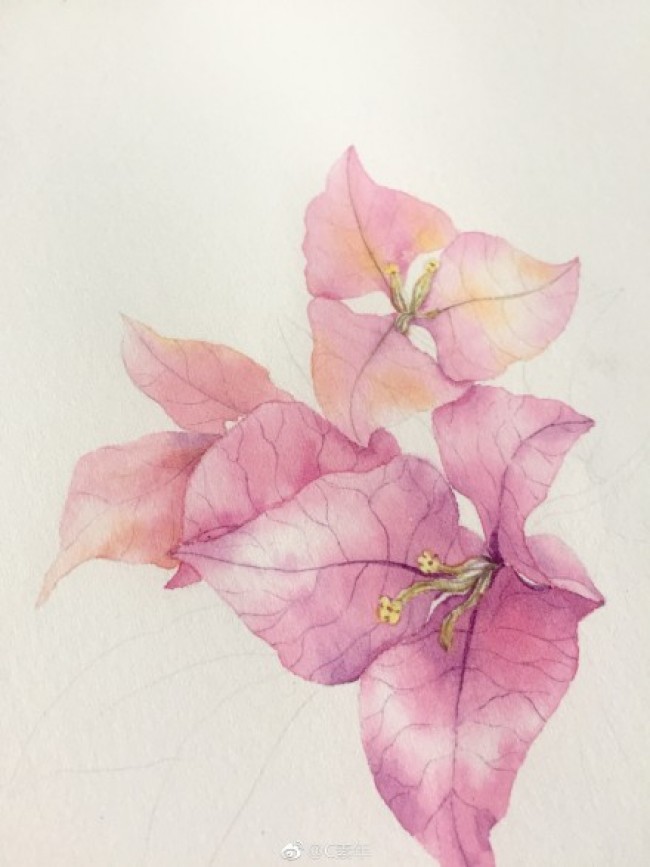 三角梅花水彩画图片 三角梅水彩手绘教程 三角梅怎么画 画法