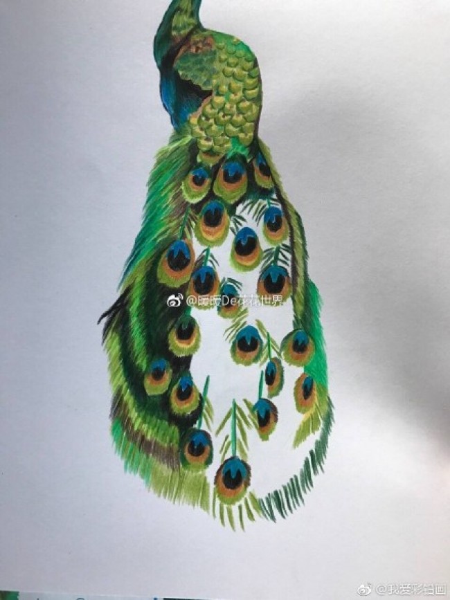 孔雀彩铅画图片 孔雀彩铅手绘教程上色步骤 逼真孔雀怎么画 孔雀的