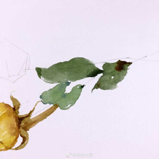 枯萎凋谢的玫瑰花水彩画图片凋谢的玫瑰花卉手绘教程画法