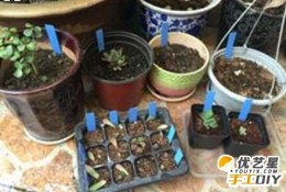如何简单地制作出植物标签 塑料垫板手工制作独特又简约的植物小标签教程图解