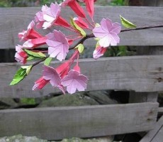 美丽漂亮的樱花怎么折 樱花的简单折纸步