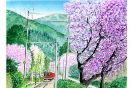 浪漫的樱花盛开列车驶过的水彩画上色教程 很唯美有意境