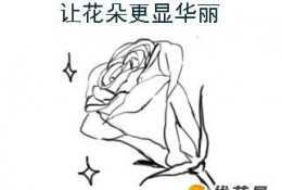 好看的多种玫瑰花怎么绘画？ ps带线稿的玫瑰花画画教程插画素材