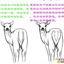 不同状态有灵性的鹿插画绘画教程 鹿的耳朵尾巴身姿不同角度