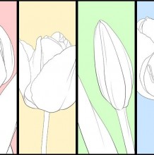 一朵好看的简洁的郁金香绘画教程 带显高的郁金香花不同状态下的教程