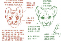 狮子的不同头部脸型插画素材和教程 在不同的状态下狮子的表情绘画教程