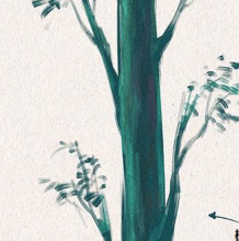 树木的树枝和树叶的简单绘制教程  PS好看的树木细致插画素材