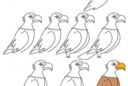 老鹰的简笔画教程图片彩色 老鹰怎么画 老鹰的简笔画画法