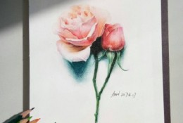 一枝精美的玫瑰花彩铅画画法教程图片 玫瑰花彩铅上色过程步骤图片