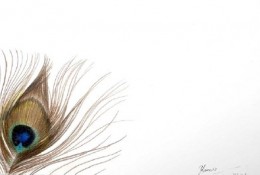 美丽的孔雀羽毛彩铅画手绘教程图片 孔雀羽毛的画法 孔雀羽怎么画