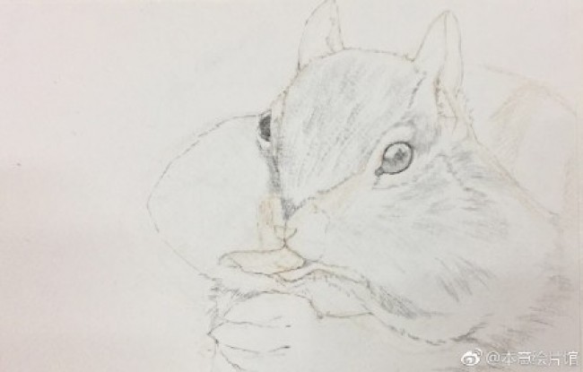可爱贪吃的小松鼠水彩画图片 松鼠水彩手绘教程 松鼠的画法 怎么画