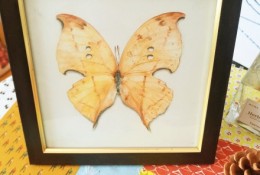 蝴蝶标本彩铅画图片 蝴蝶标本彩铅手绘教程 蝴蝶怎么画 蝴蝶的画法