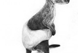 可爱的袋鼠宝宝素描画图片 袋鼠素描伟德官方网站多少教程 袋鼠的画法