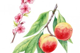 桃子水彩画画法 桃子水彩怎么画 桃子水彩手绘教程图片