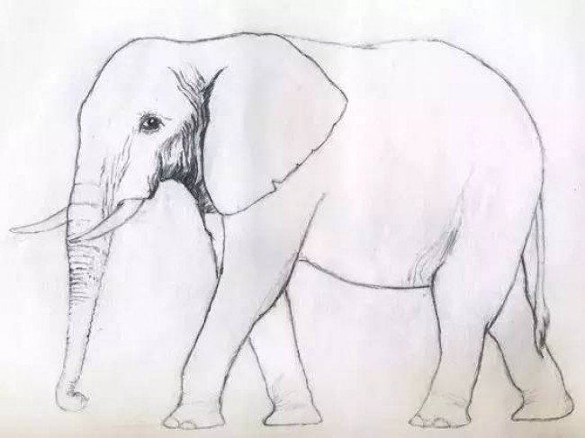 注意！一大批动物绘画手稿来袭，快收藏吧。_www.youyix.com