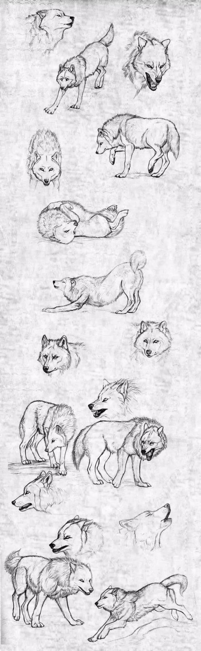 注意！一大批动物绘画手稿来袭，快收藏吧。_www.youyix.com