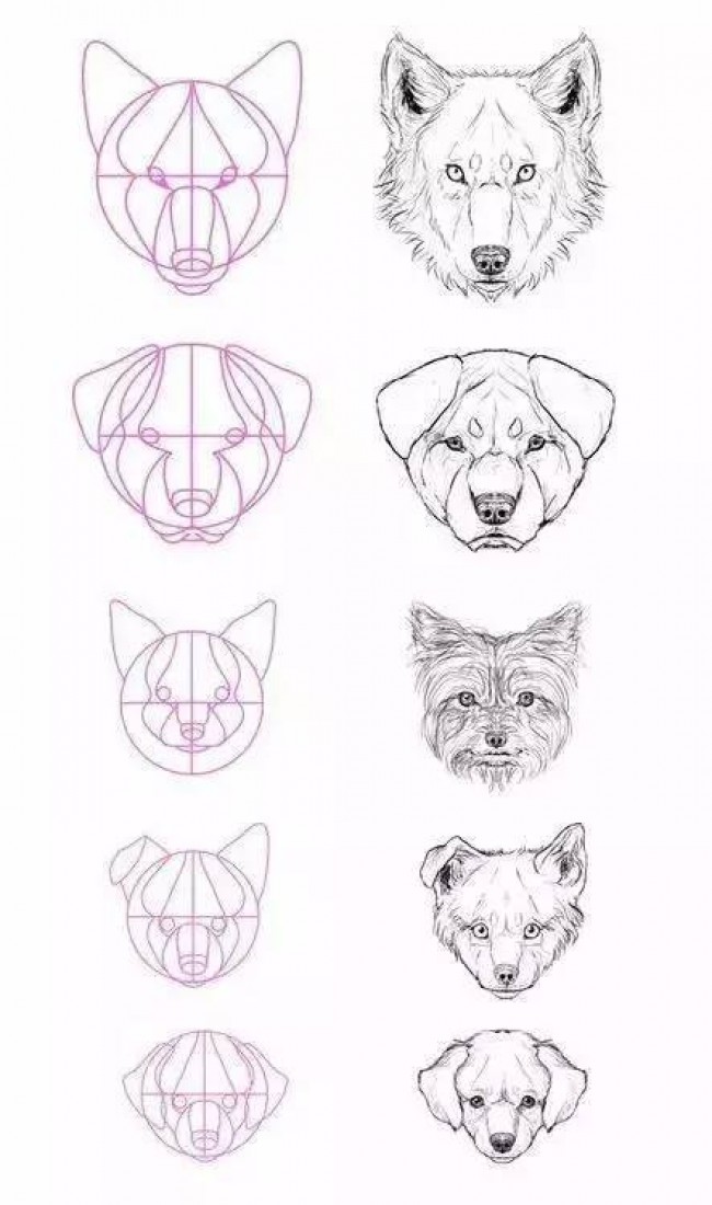 注意！一大批动物绘画手稿来袭，快收藏吧。_www.youyix.com