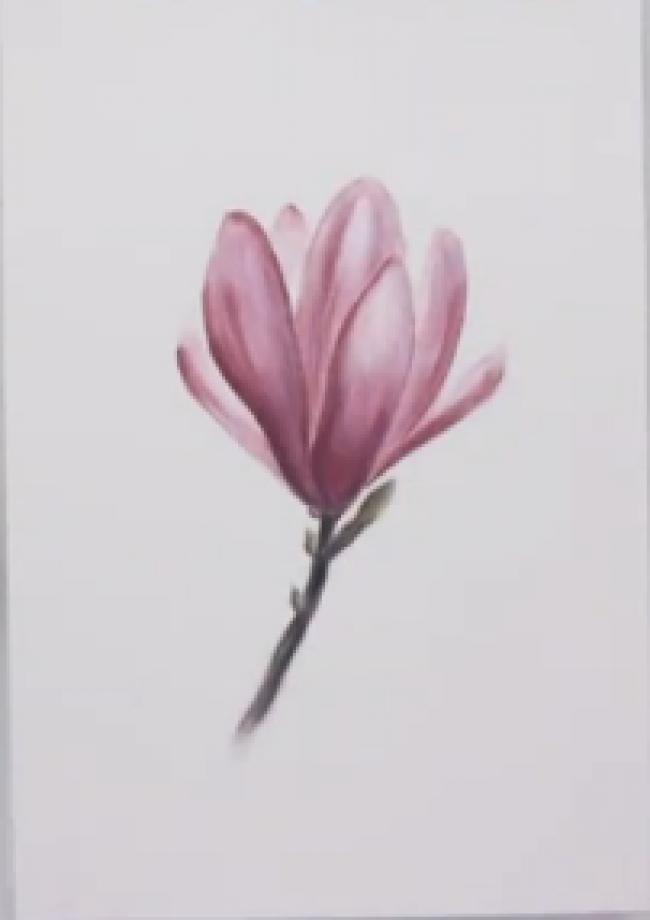 色粉搭配彩铅绘制唯美花朵 ，美的不可言说_www.youyix.com