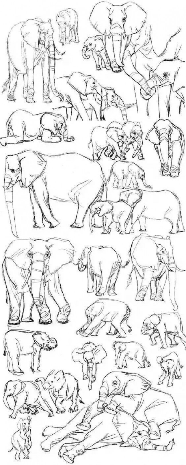注意！一大批动物绘画手稿来袭，快收藏吧。_www.youyix.com