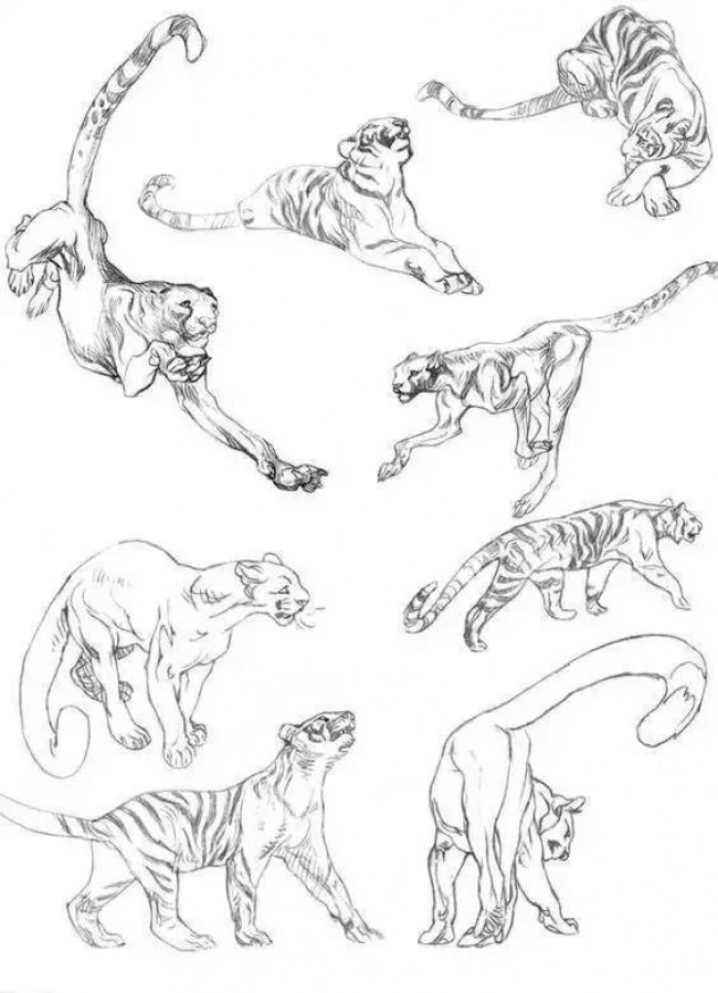 注意！一大批动物绘画手稿来袭，快收藏吧。_www.youyix.com