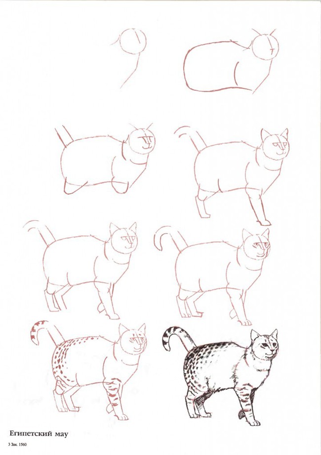 多款猫的绘画教程和步骤