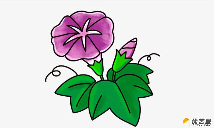 牵牛花怎么画 牵牛花的画法 喇叭花简笔画教程 牵牛花