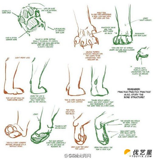 动物的脚,爪子插画绘画技巧 动物脚步各个角度姿势演示结构图片素材