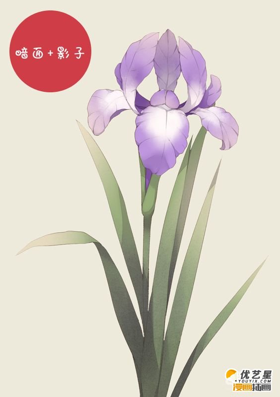 好看的漂亮鸢尾花怎么绘画 带线稿的鸢尾花具体插画教程(2)