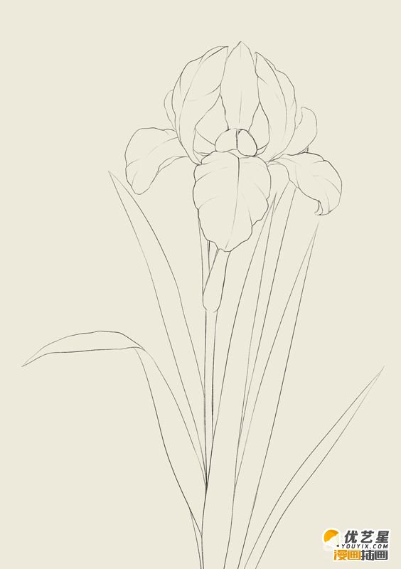 好看的漂亮鸢尾花怎么绘画 带线稿的鸢尾花具体插画教程