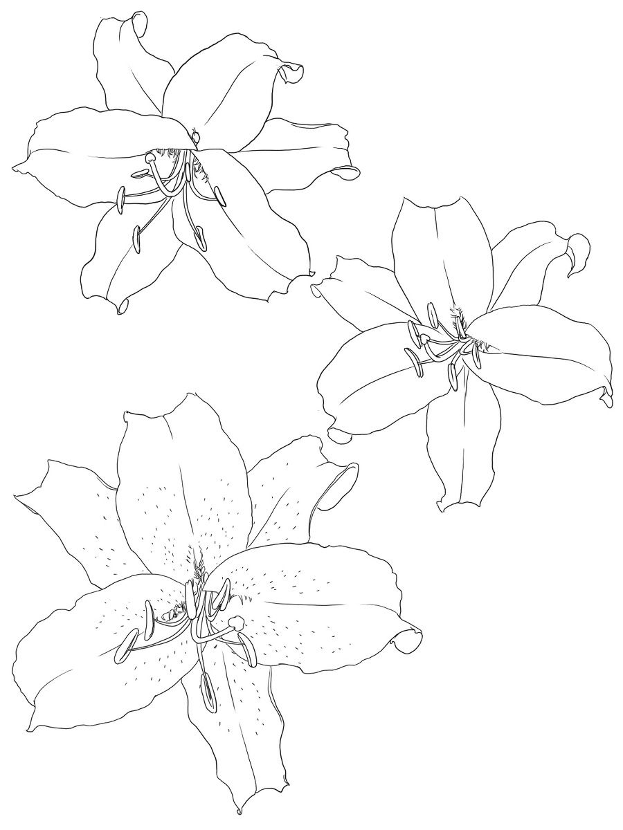 简单百合花绘画教程 美丽纯洁百合花线稿漫画素材绘画