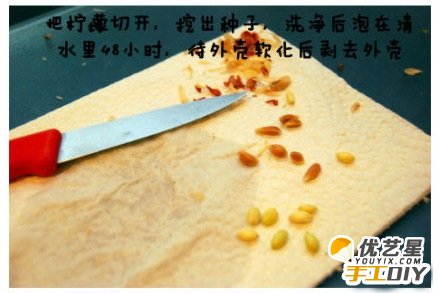 教你如何用废旧塑料盆栽种出柠檬树 春暖花开 小巧可爱的室内盆栽柠檬树教程图解_www.youyix.com