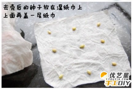 教你如何用废旧塑料盆栽种出柠檬树 春暖花开 小巧可爱的室内盆栽柠檬树教程图解_www.youyix.com