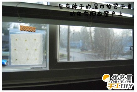 教你如何用废旧塑料盆栽种出柠檬树 春暖花开 小巧可爱的室内盆栽柠檬树教程图解_www.youyix.com